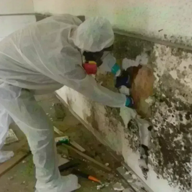 Mold Remediation and Removal in Clay County, TX